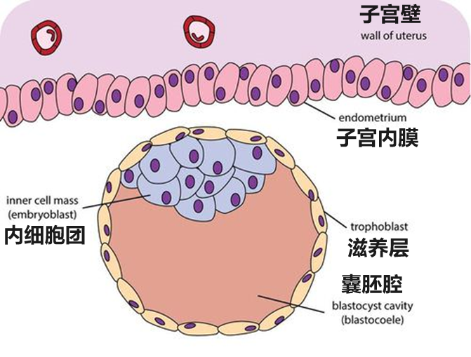 The blastocyst has an inner and outer layer of cells. The inner layer, called the embryoblast, will develop into the new human being. The outer layer, called the trophoblast, will develop into other structures needed to support the new organism.
