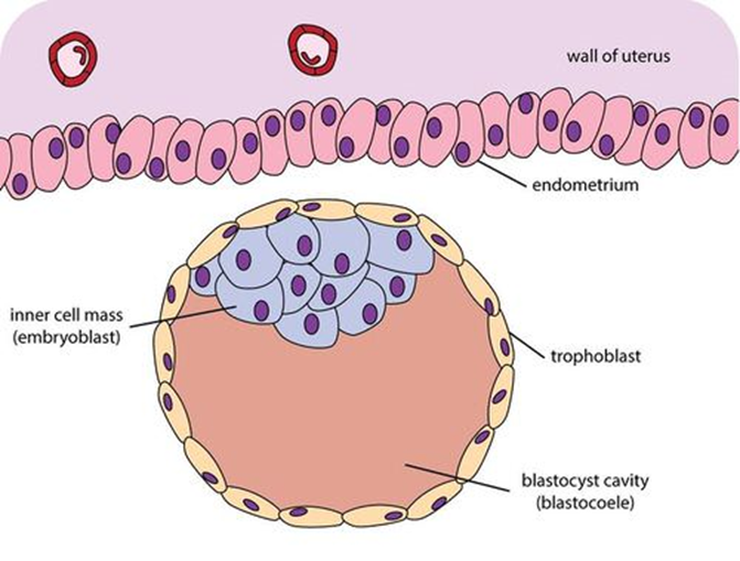 The blastocyst has an inner and outer layer of cells. The inner layer, called the embryoblast, will develop into the new human being. The outer layer, called the trophoblast, will develop into other structures needed to support the new organism.